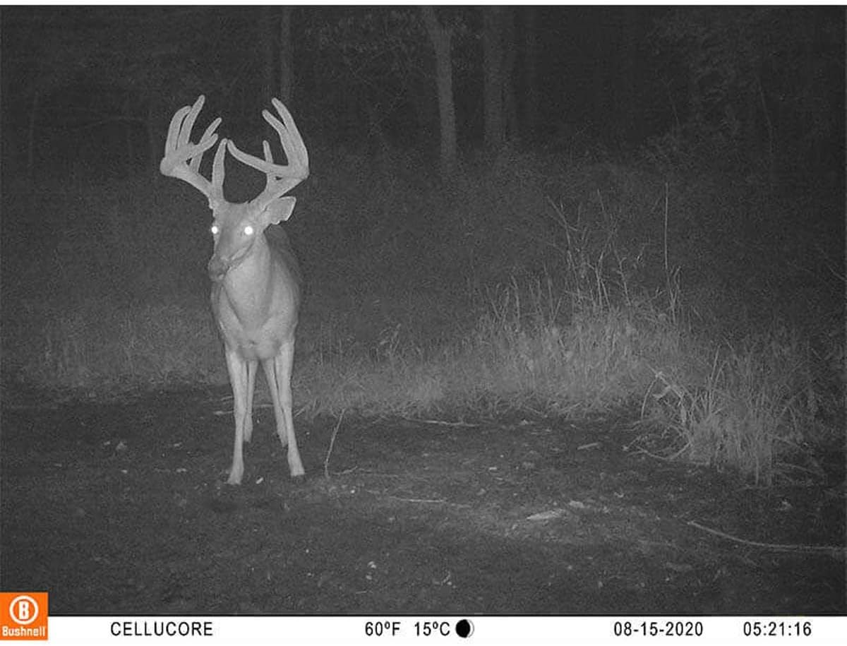 Bushnell CelluCORE 20 Trail Camera for AT&T with Low Glow/80ft Night Range and HD Video Trail Camera