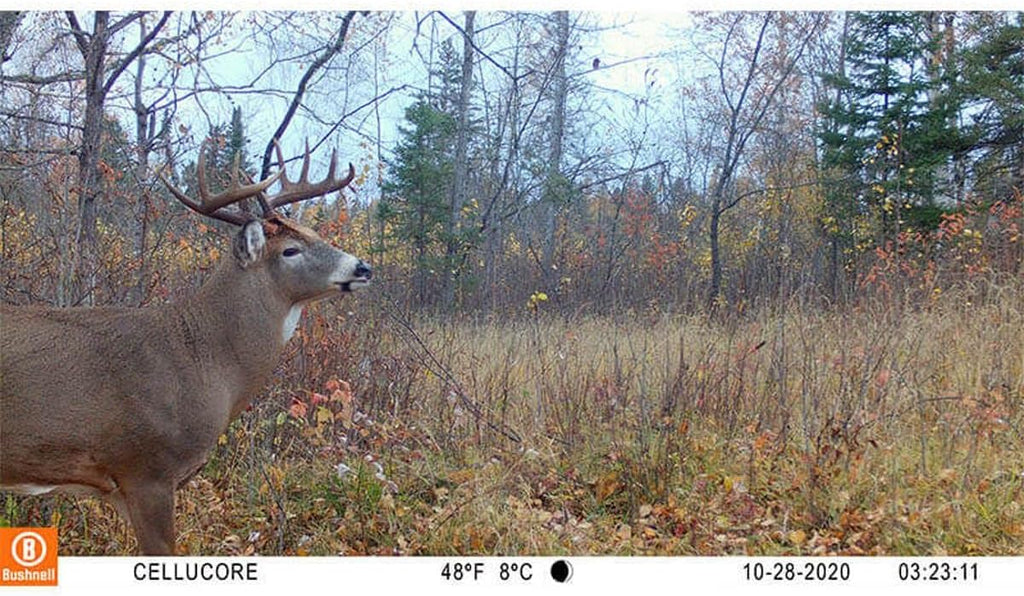 Bushnell CelluCORE 20 Trail Camera for AT&T with Low Glow/80ft Night Range and HD Video Trail Camera
