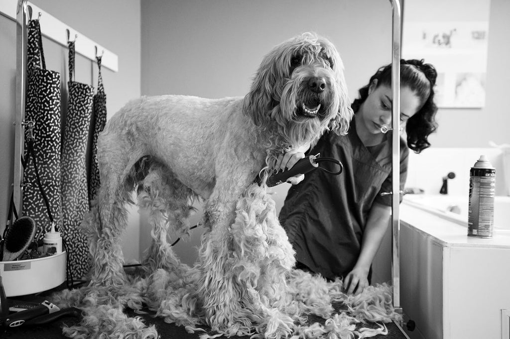Andis UltraEdge Super 2-Speed Detachable Blade Clipper, Professional Animal/Dog Grooming, AGC2 (23280)